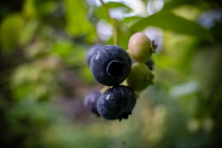 Alegeri sănătoase în călătorii Photo Healthy snacks