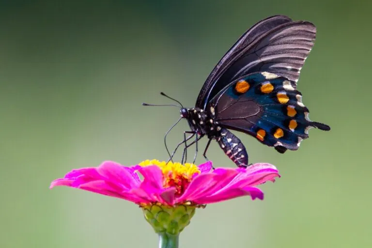 Rolul voluntariatului în folosirea timpului liber Photo Community garden